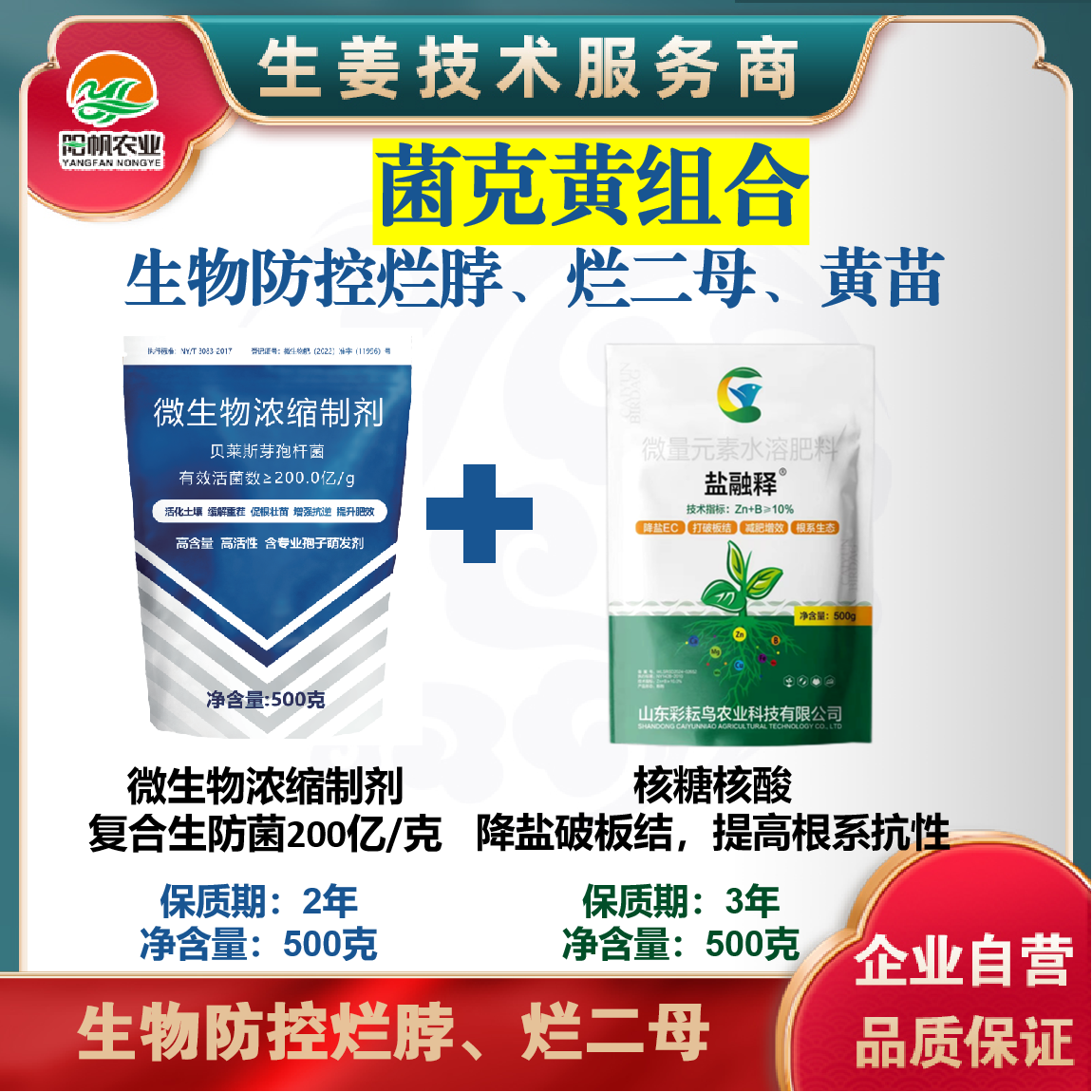 菌克黄组合生物防控生姜烂脖、烂二母、黄苗