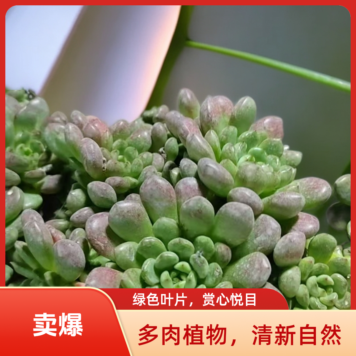 红宝石群多肉植物盆栽品种好养适合办公室阳台