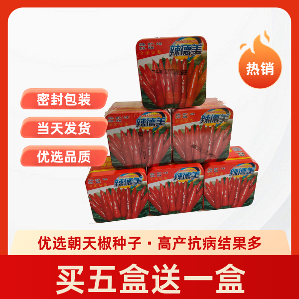辣德美朝天椒 中大果 抗日灼炭疽病强 易座果 产量高