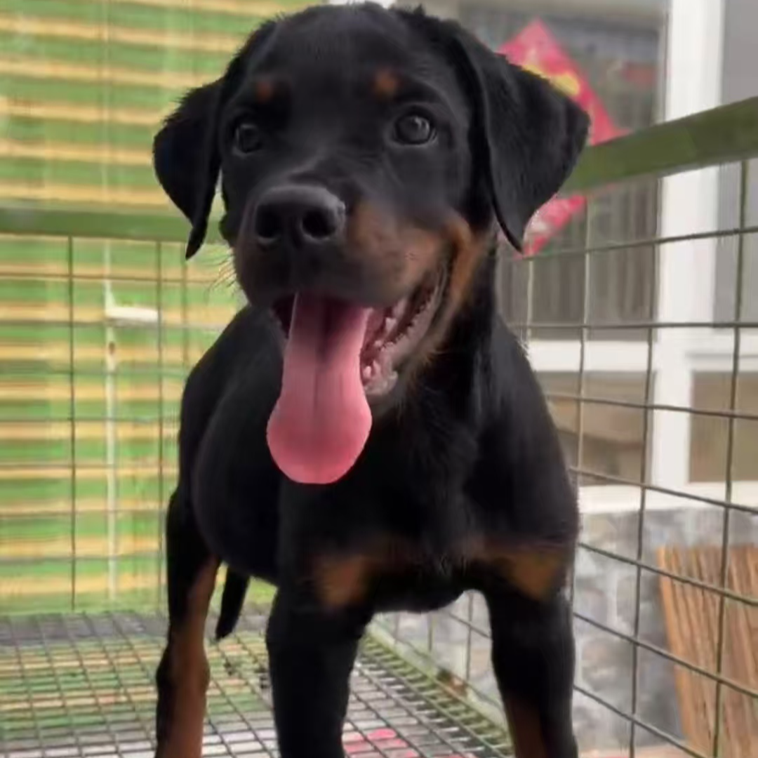 罗威纳大头宽嘴防暴犬护卫犬