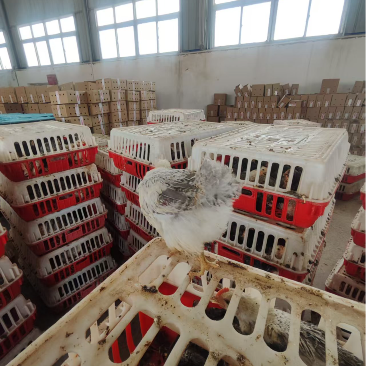 宠物鸡  6只芦花 包邮  （1只1斤左右）