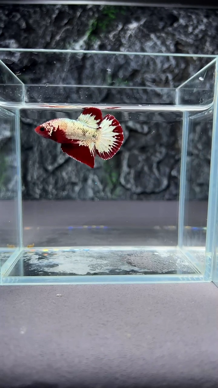 斗鱼竞拍链接A096