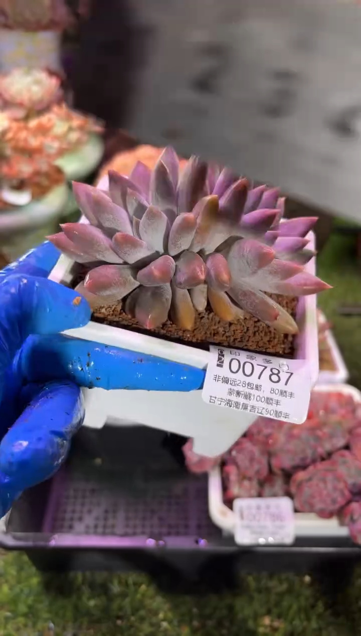 【闪购商品】00787