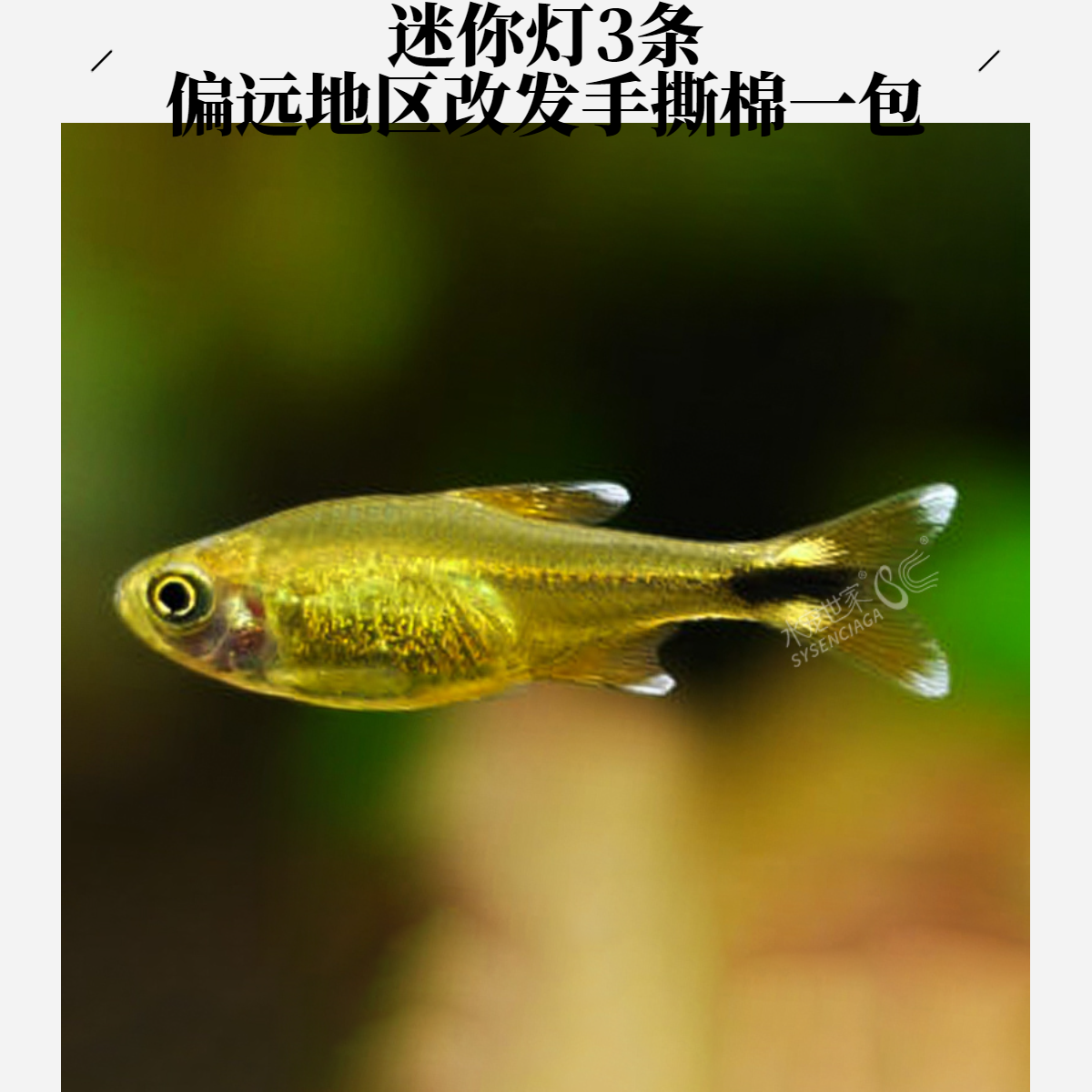 【直播袋子】迷你灯