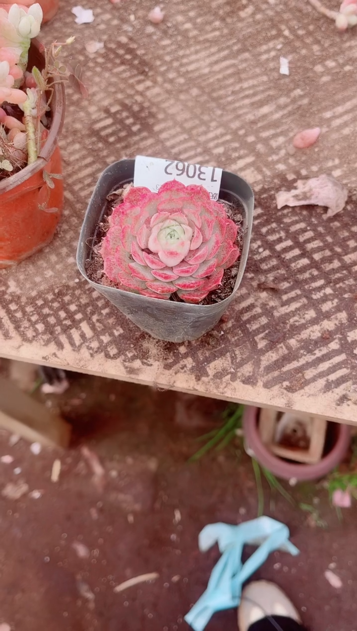 淡*菊跃跃精品多肉13062