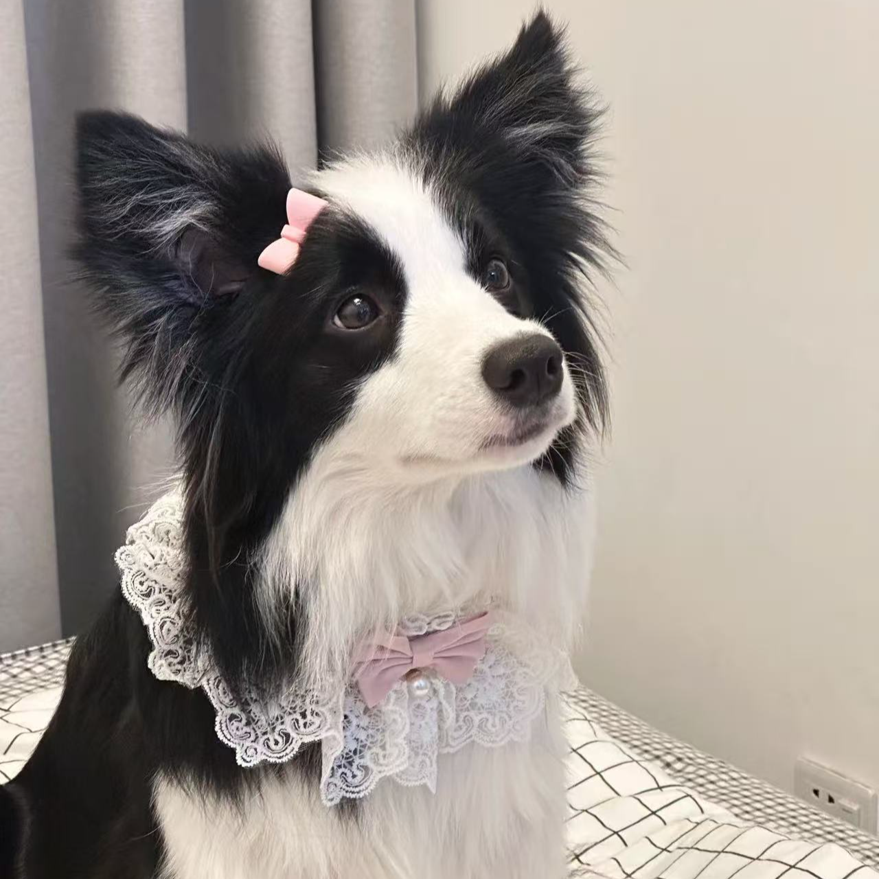 【星辰边牧】边牧狗狗活体专属链接