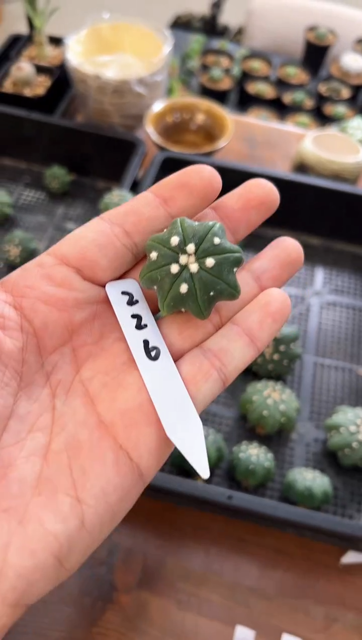 7****哥指纹海星不含盆土实生编码226