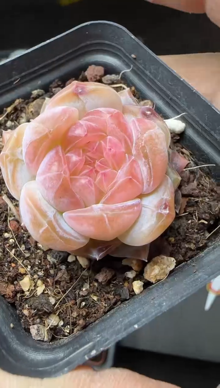 【闪购商品】一物一拍0219—149