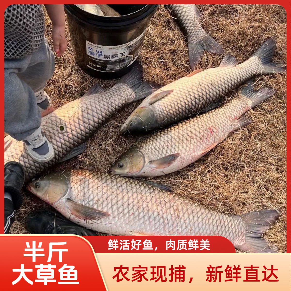 大草鱼淡水养殖食用皖鱼特大鲜活便宜半斤脆肉草鱼