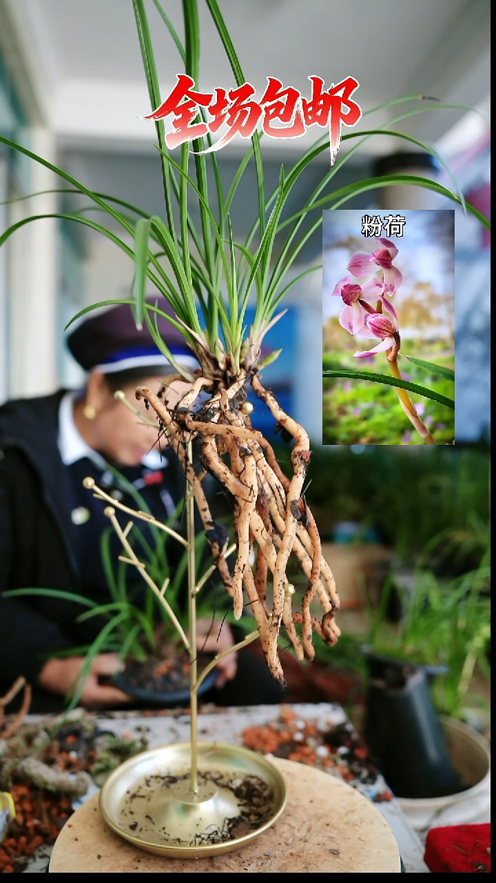 当前无花栽培后可以开花粉荷
