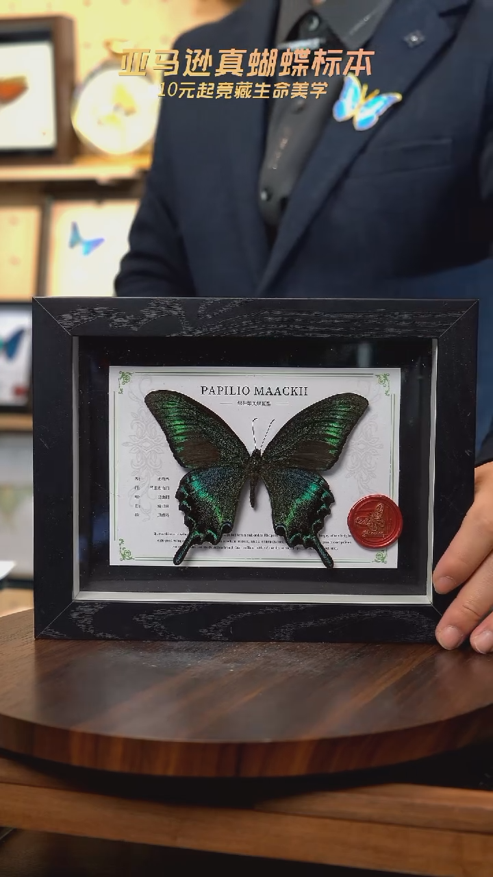 绿带翠凤蝶夏型8寸黑框国风版