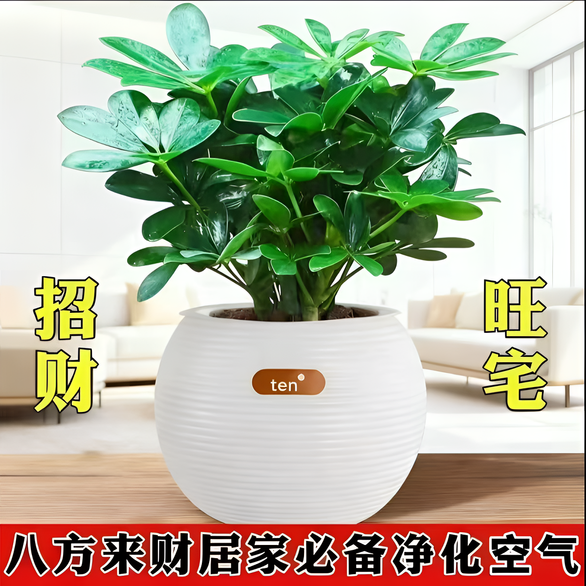【带吸水盆】八方来财鸭脚木盆栽室内四季常青净化空气好养绿植