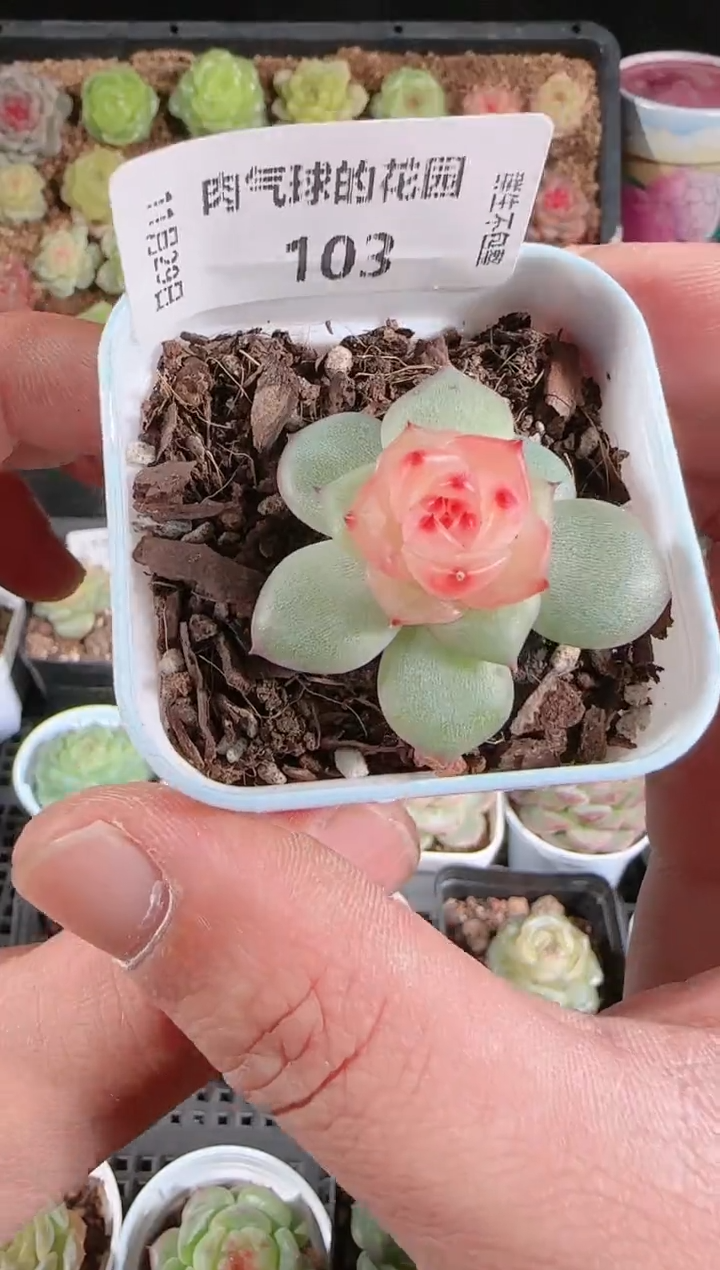 多肉1129-103春桃群生不包整