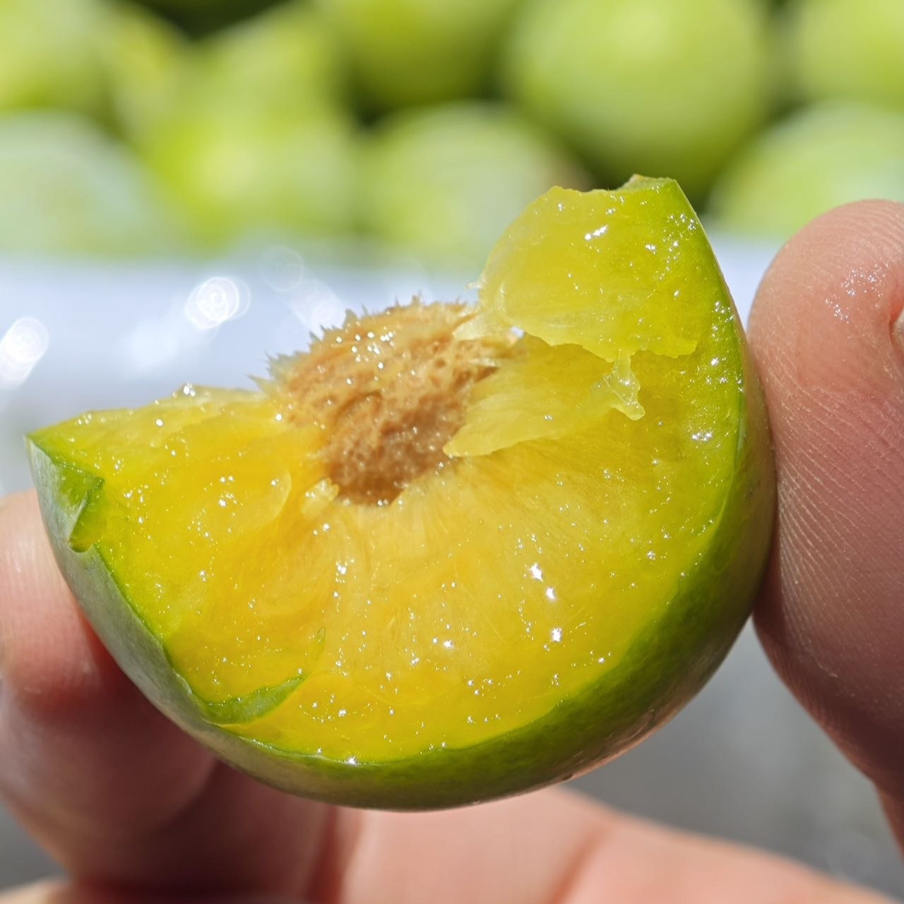 【顺丰包邮】四川阿坝  汶川脱骨青脆李脆甜多汁 有果胶5斤