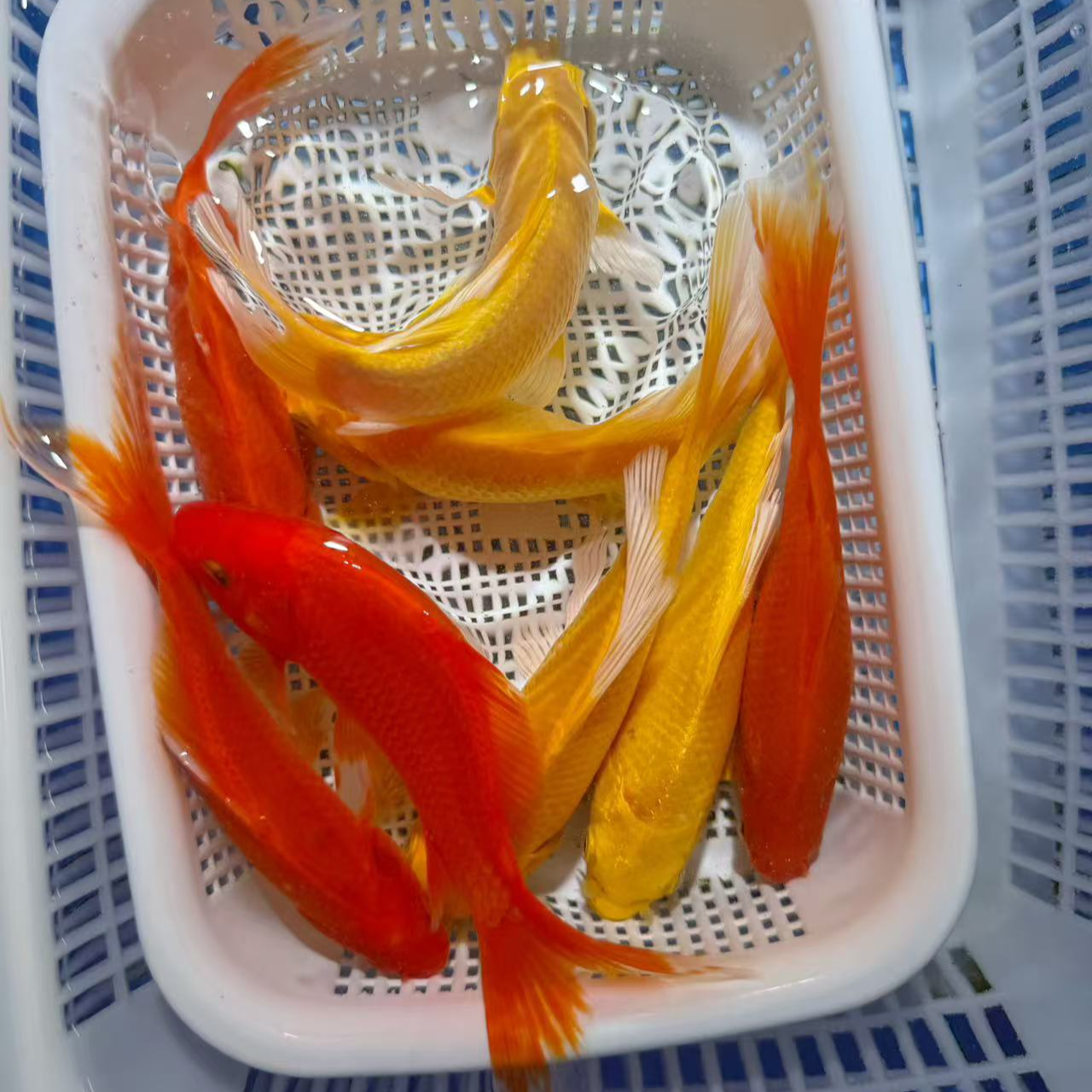 【3黄3红】12-15公分冷水观赏鱼皮实好养