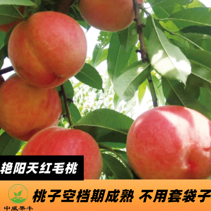 艳阳天7月上旬成熟  赶上桃子空档期 果肉细腻  脆甜多汁桃树苗  