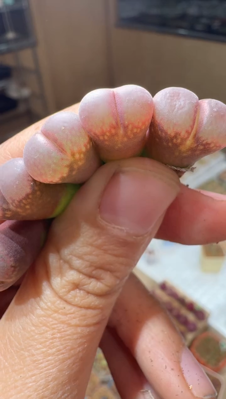 139多肉植物肉锥粉琉璃一颗