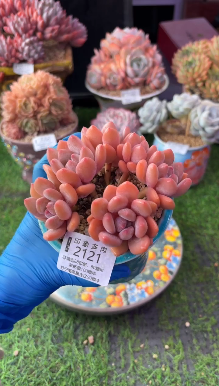 昆明印象多肉2121