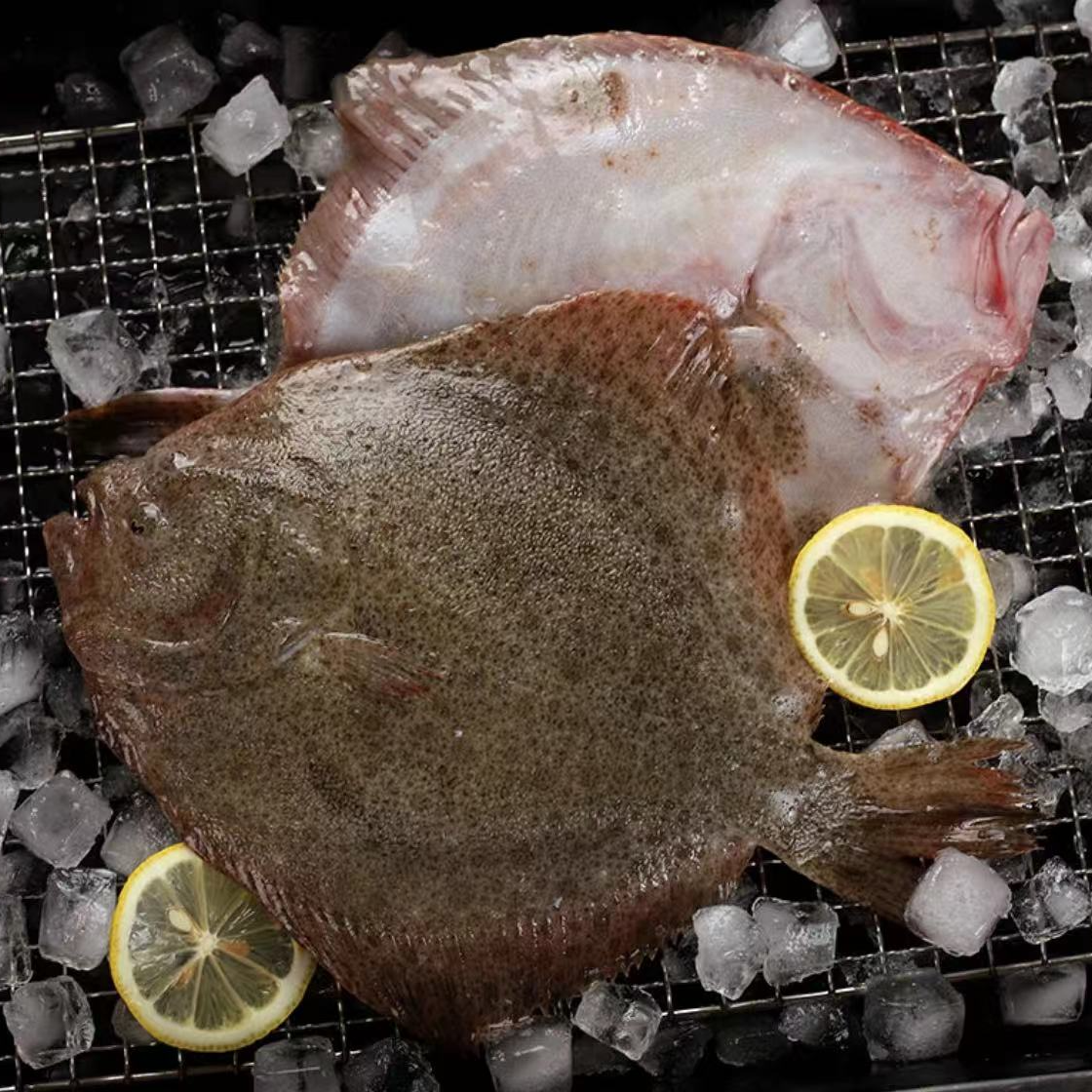 【多宝鱼】多宝鱼新鲜海鱼扁鱼深海水产肉质鲜美