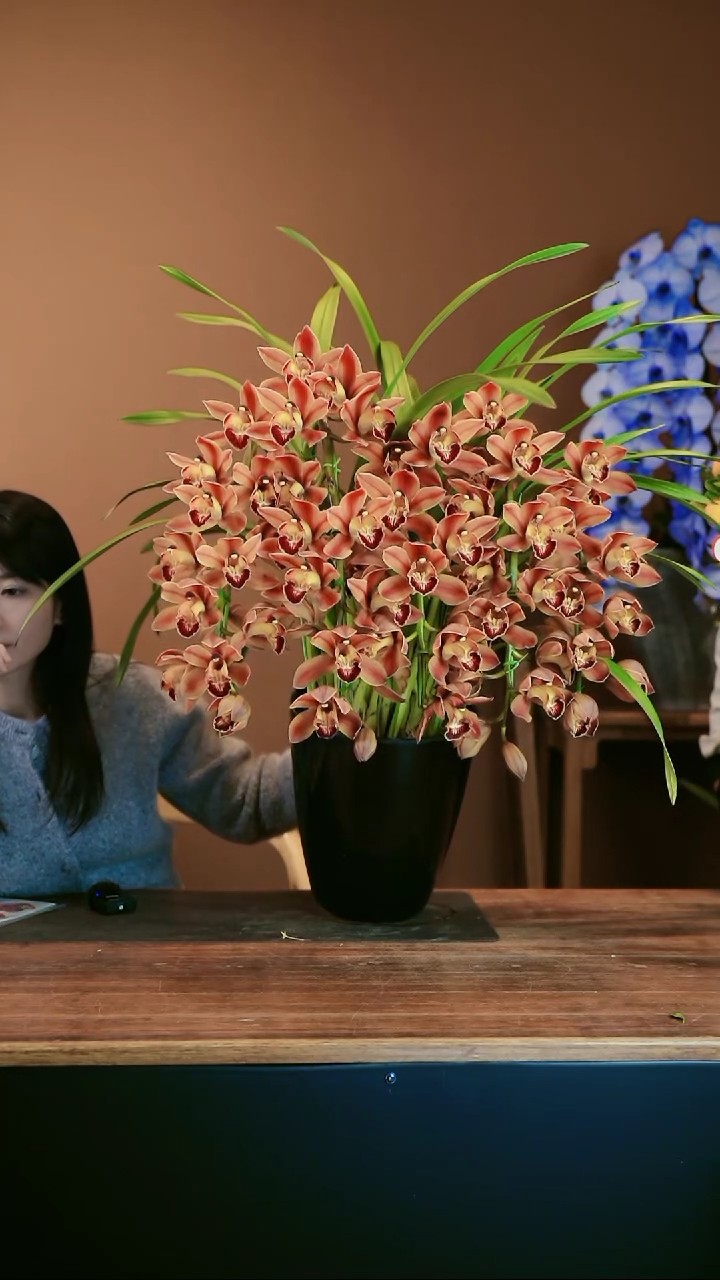 【闪购商品】盆景麒麟 礼盒