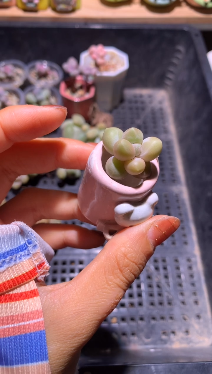 韩国灵空奶酪多肉