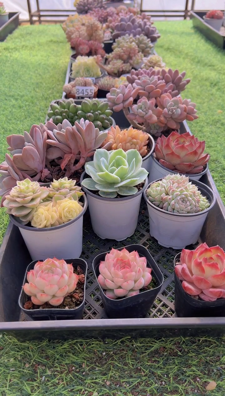 【闪购商品】信福多肉一物一拍