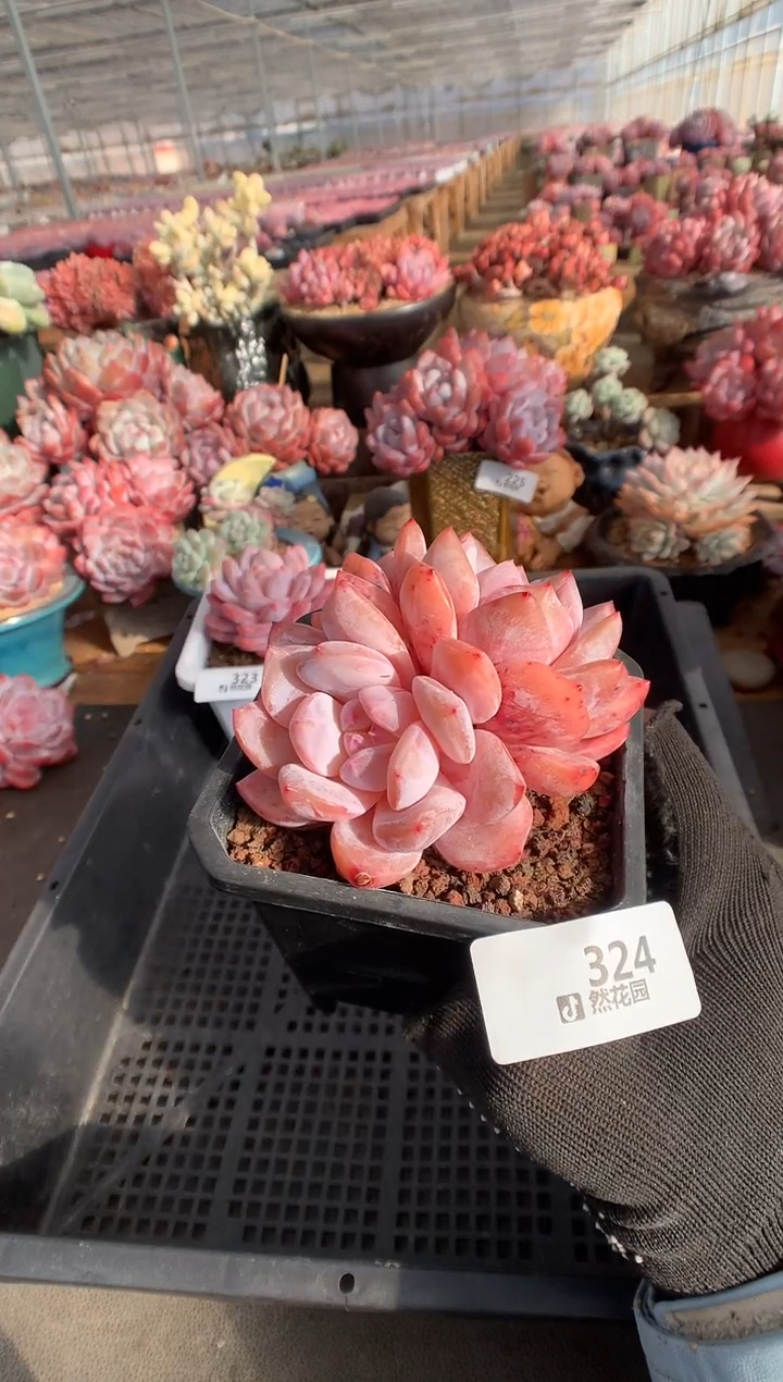 324雪天使一物一拍多肉植物