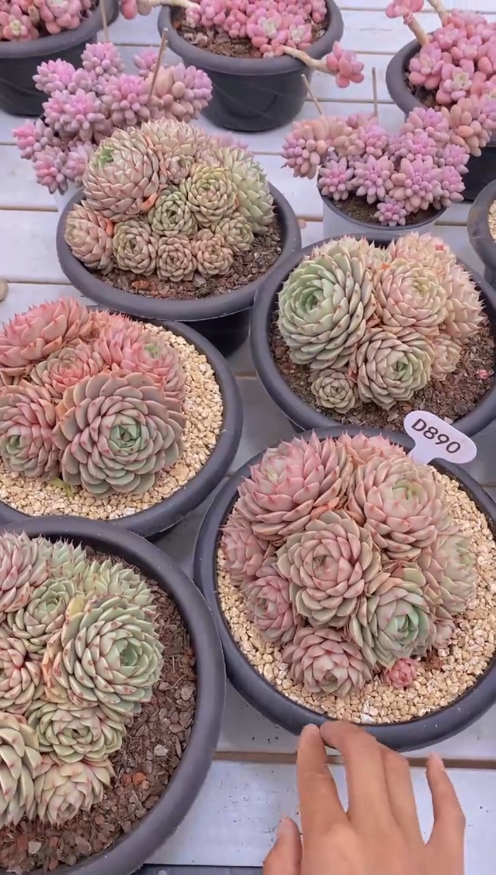 【闪购商品】D890-苯巴蒂斯群-脱土