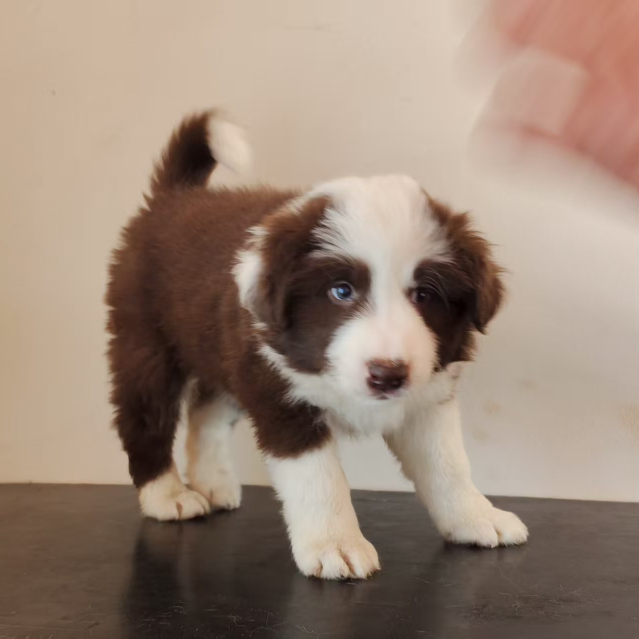 瑞森犬舍（异色边牧繁育）宠物狗狗超甜版小边牧