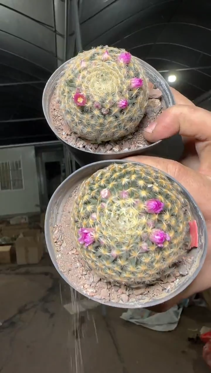 5颗 实生根 单头 明星 