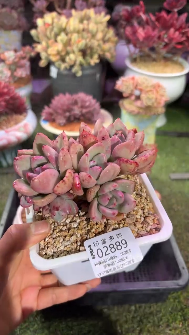 【闪购商品】02889