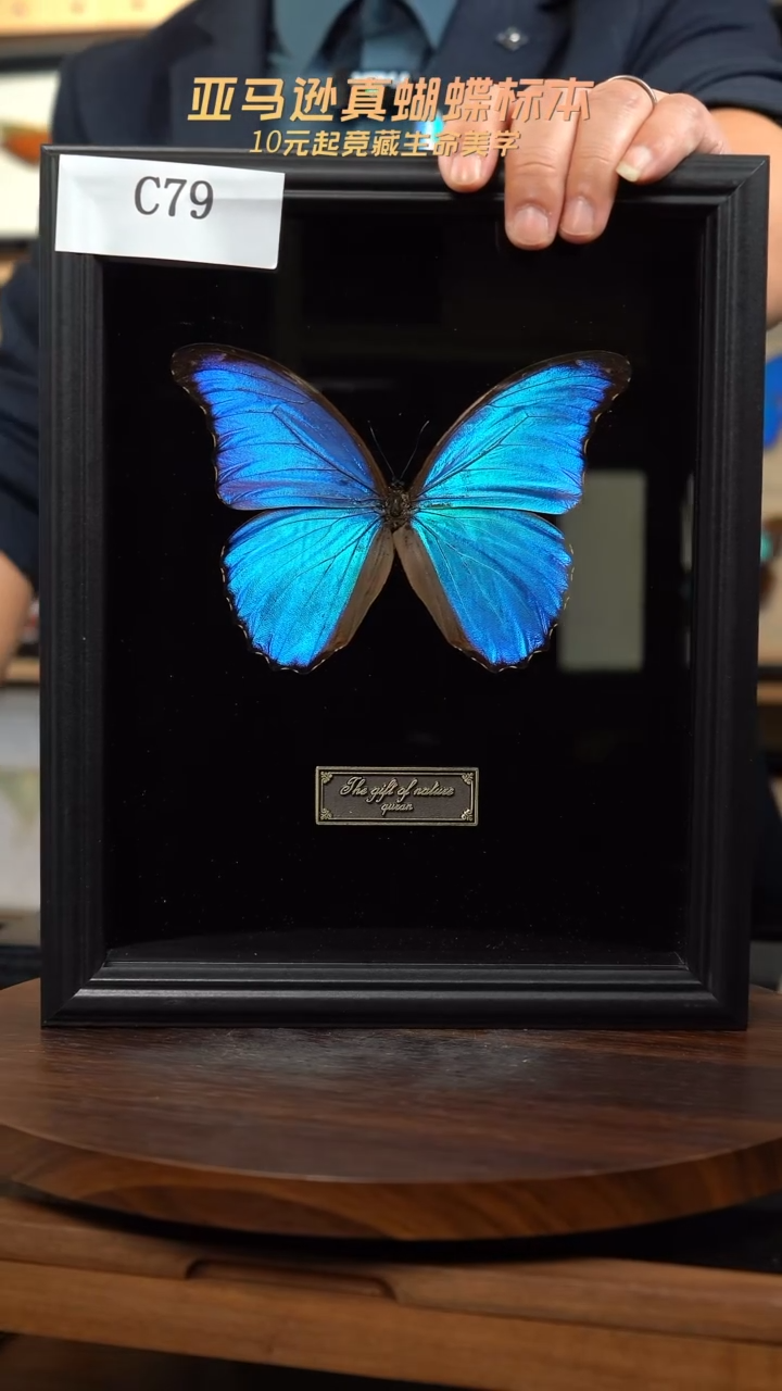 诚****糕微瑕蝴蝶标本摆件一口价c79