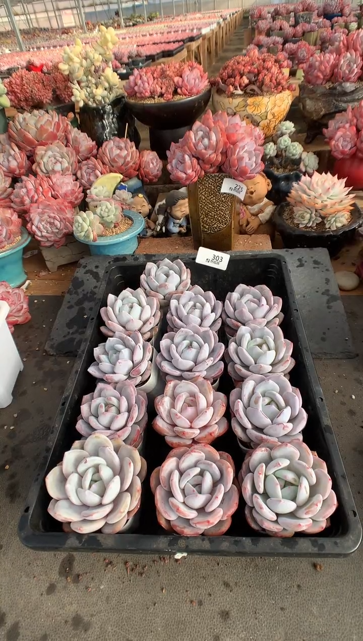 303奶盖多肉植物量拍