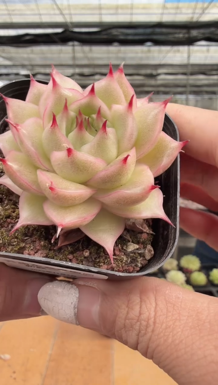 东云多肉园新款-226