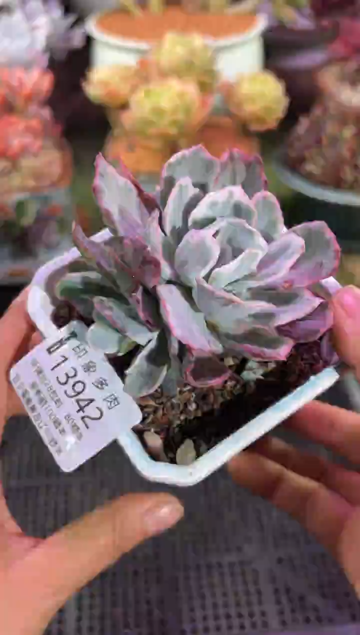 【闪购商品】13942