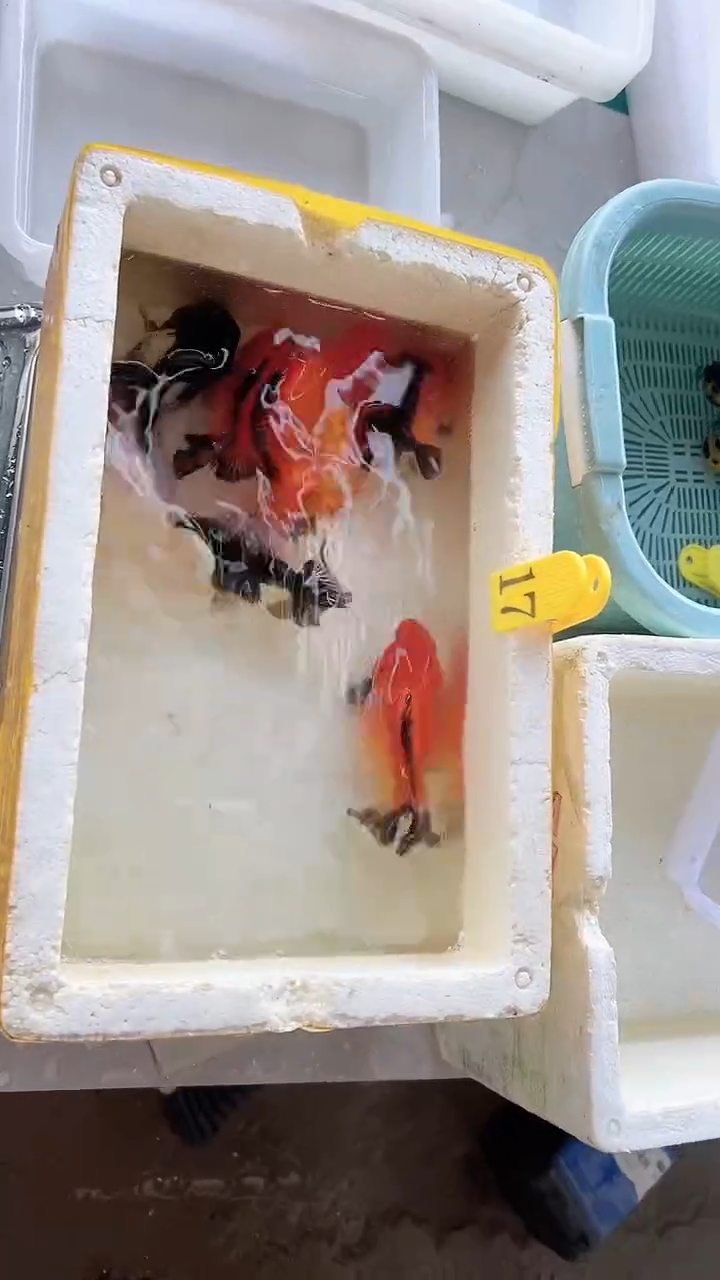金鱼活体观赏鱼17号