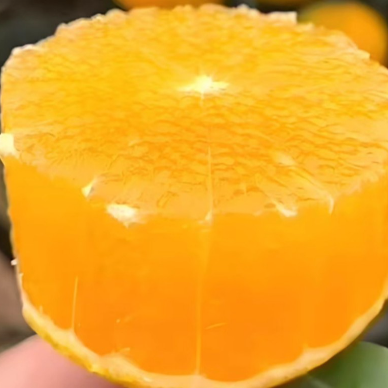 荷尔脐橙柑橘买2送1四季果树盆栽地栽绿植庭院果树嫁接裸根苗