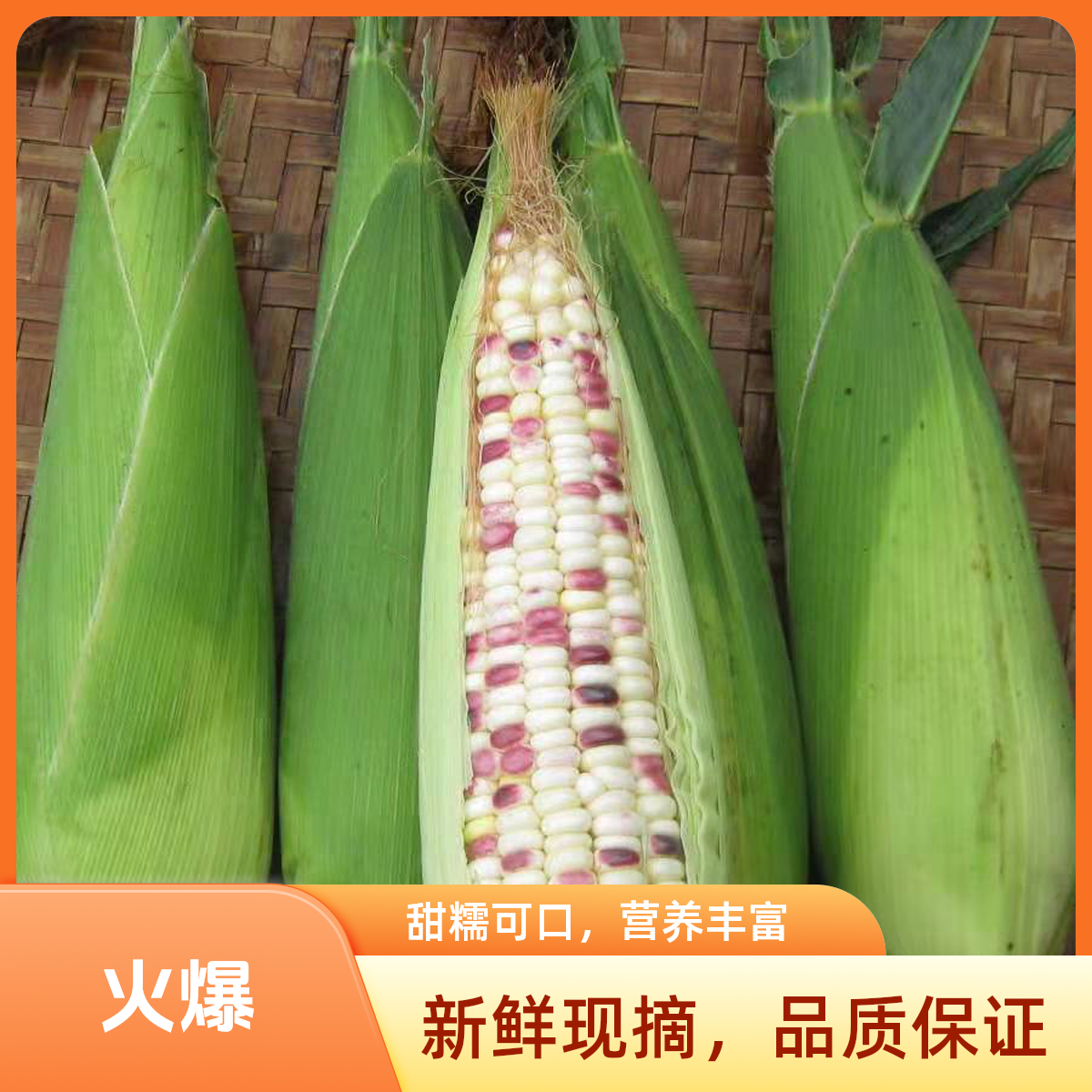 现摘新鲜花糯甜玉米糯玉米10斤水果蔬菜黏玉米玉米新鲜 糯玉米5斤江苏省