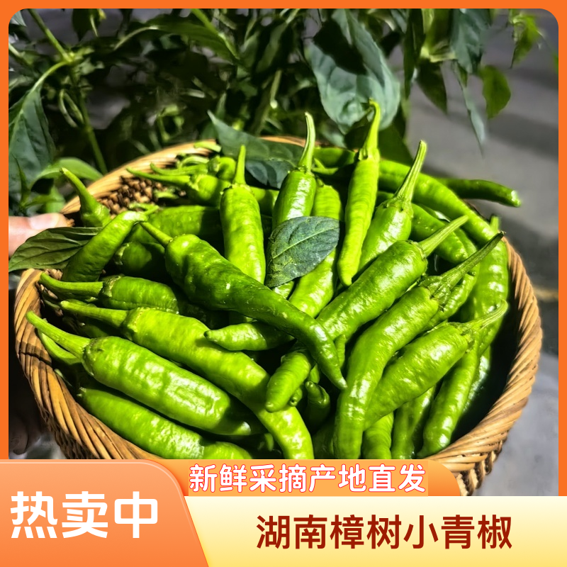 湖南樟树小青椒当季新鲜辣椒露天种植软糯香辣薄皮青椒紫红龙福椒