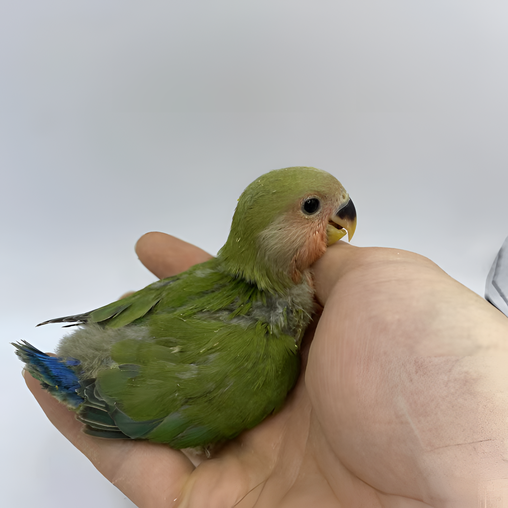 牡丹鹦鹉直播链接