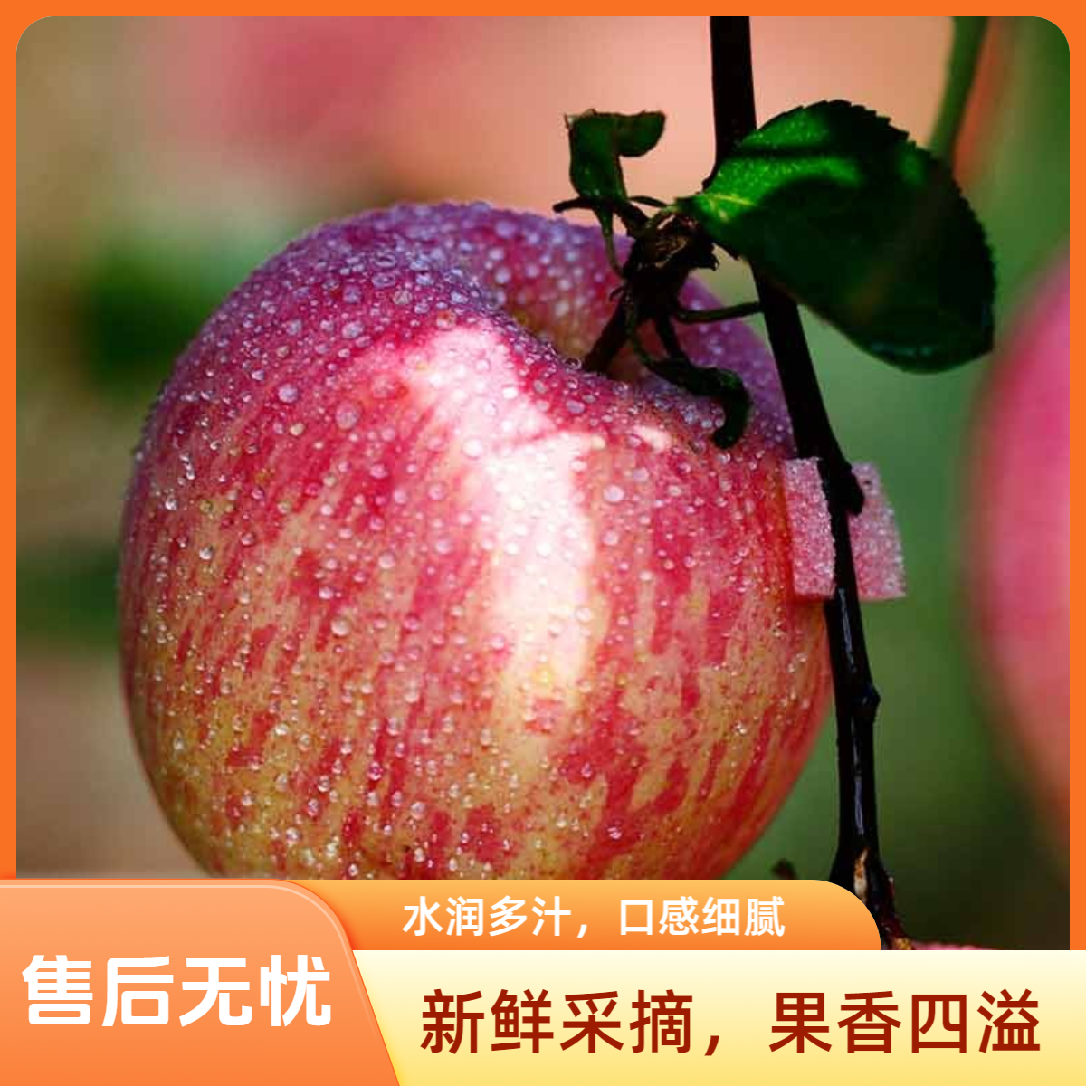 密云现摘苹果北京市