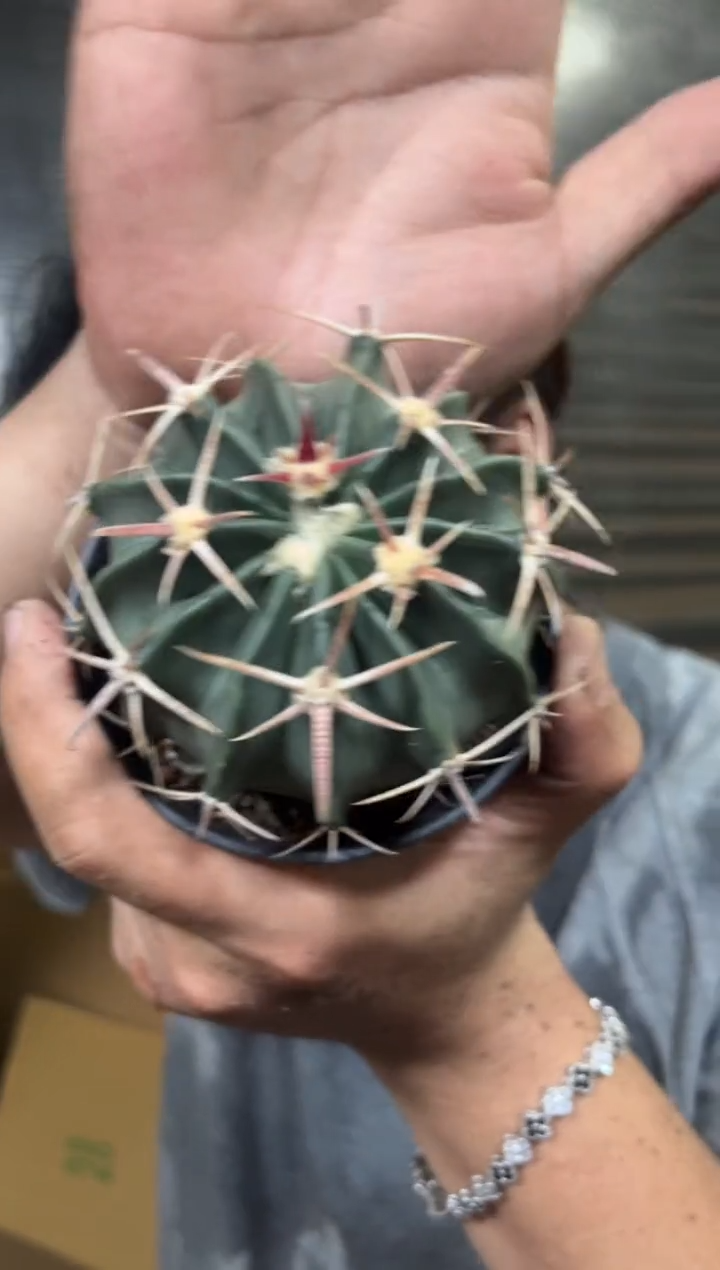 7-10cm 凌波【实生根】带盆土