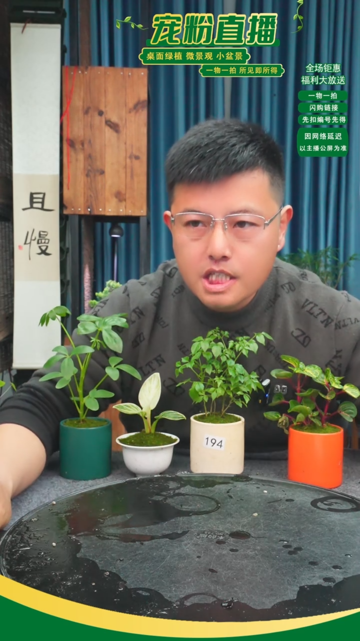 无花朵丫****娃苔藓微景观194号