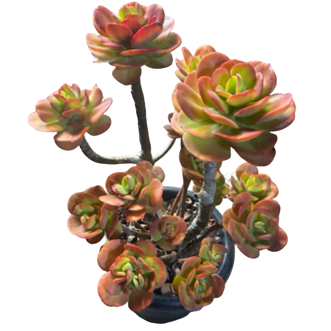 （特大红梅）整装老桩飘枝盆栽多肉