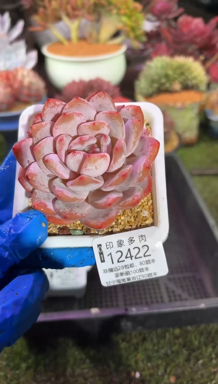 【闪购商品】12422