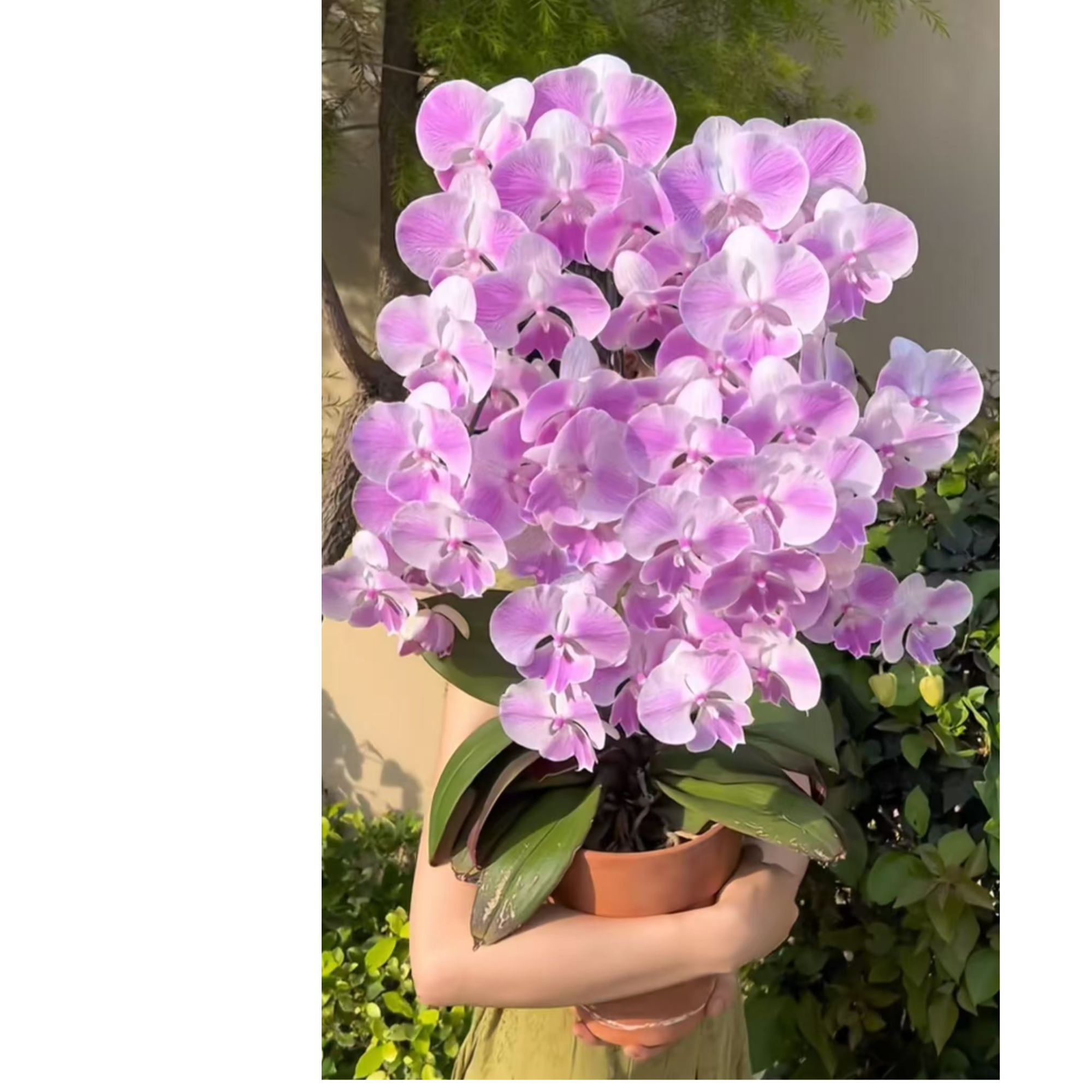 1个花剑 爆花机器【梦露蝴蝶兰】 叶片瑕疵