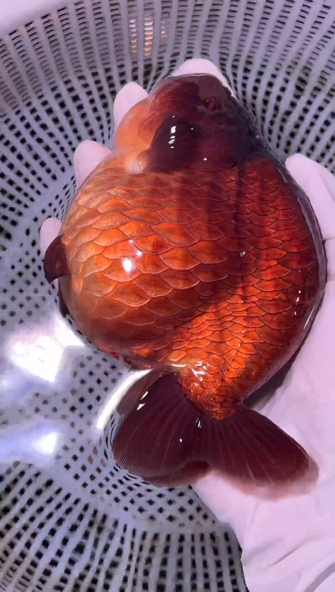 金鱼（运费到付，马印灯下展示）福州追鱼兰寿金鱼