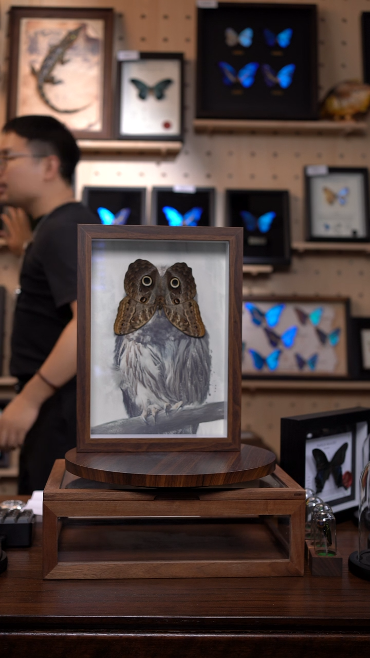 猫头鹰环蝶猫头鹰版A4复古框