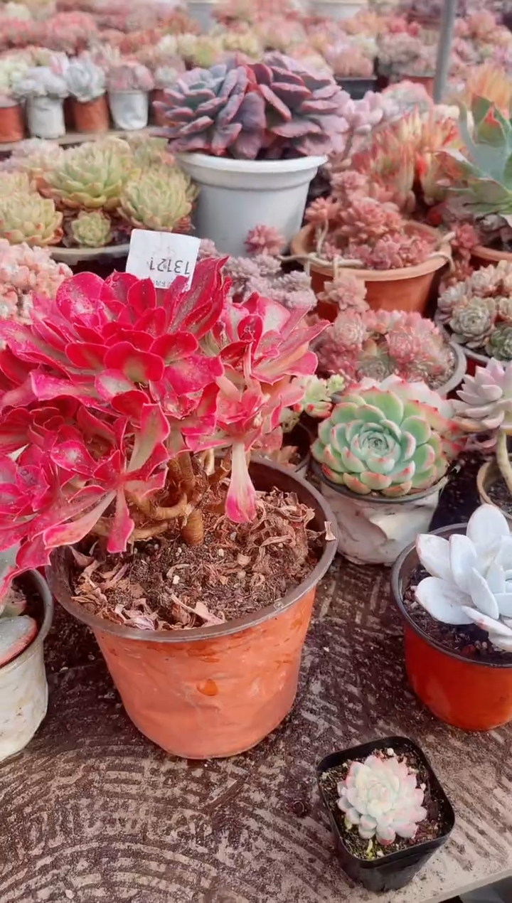 一**舟跃跃精品多肉13121