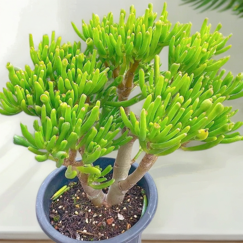 小号老桩吸财树 多肉植物 好种好养  新手必备 老手必养